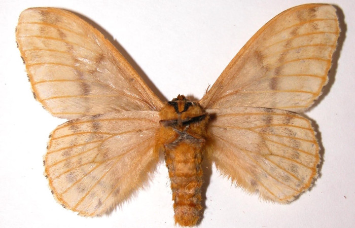 Fig. 3 Adulto <i>Molippa nibasa</i> (Saturniidae), vista dorsal, mide 55mm. Area administrativa, Sector Santa Rosa, 295 m. 95-SRNP-4559.9-DHJ91509.