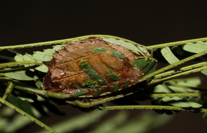 Fig. 8 Capulllo <i>Molippa nibasa</i> (Saturniidae), vista dorsal, Area administrativa, Sector Santa Rosa, 675 m. 13-SRNP-10109-DHJ802162.jpg