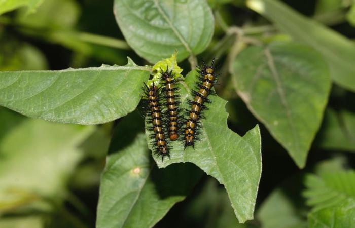 Fig.11 Larvas <i>Chlosyne janais</i>, (Nymphalidae), se alimenta <i>Asystasia gangetica</i>, (Acanthaceae), mostrando la parte dorsal entero y habitát. Voucher: 22-SRNP-31683-DHJ788796.jpg.