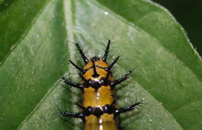 Fig.13 Larvas <i>Chlosyne janais</i>, (Nymphalidae), se alimenta <i>Asystasia gangetica</i>, (Acanthaceae), mostrando la parte trasera. Voucher: 22-SRNP-31683-DHJ788799.jpg.