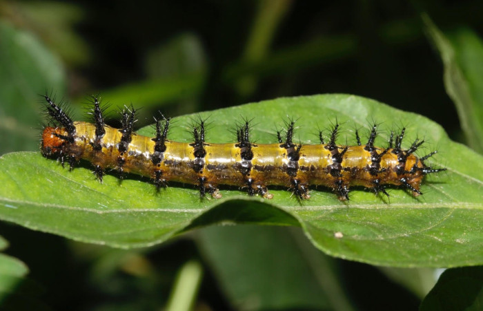 Fig.14 Larvas <i>Chlosyne janais</i>, (Nymphalidae), se alimenta <i>Asystasia gangetica</i>, (Acanthaceae), mostrando la parte lateral entero. Voucher: 22-SRNP-31683-DHJ788802.jpg.