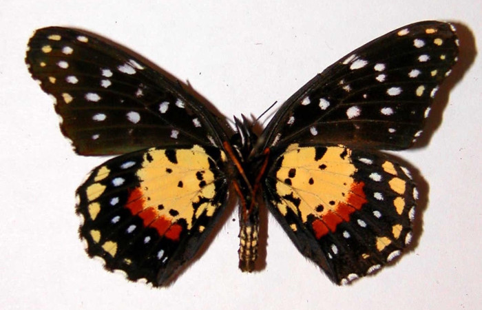 Fig.1 Adulto <i>Chlosyne janais</i>, Nymphalidae, macho mostrando la parte dorsal. Voucher: 98-SRNP-7532-DHJ38694.