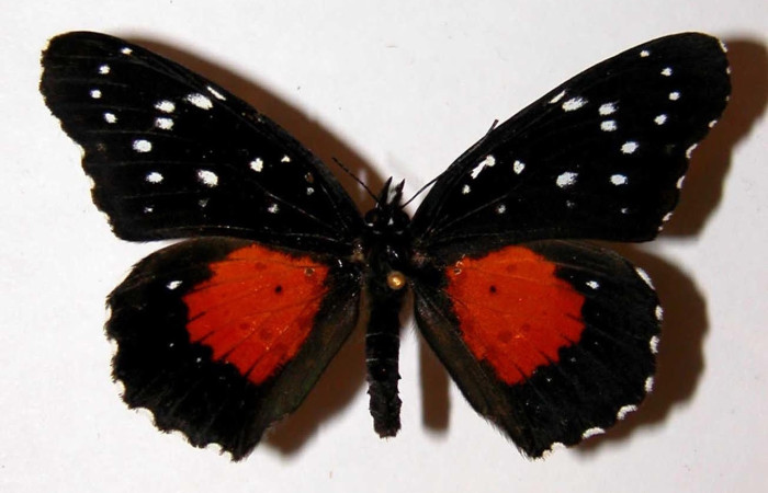 Fig.2 Adulto <i>Chlosyne janais</i>, Nymphalidae, macho mostrando la parte ventral. Voucher: 98-SRNP-7532-DHJ38695.