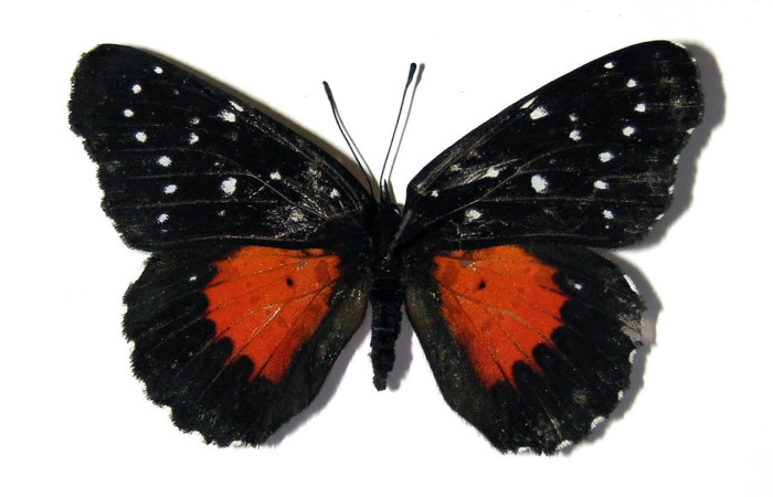 Fig.3 Adulto <i>Chlosyne janais</i>, Nymphalidae, hembra mostrando la parte dorsal. Voucher: 03-SRNP-31843-DHJ99034.