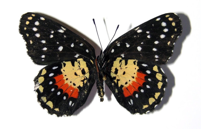 Fig.4 Adulto <i>Chlosyne janais</i>, Nymphalidae, hembra mostrando la parte ventral. Voucher: 03-SRNP-31843-DHJ99035.