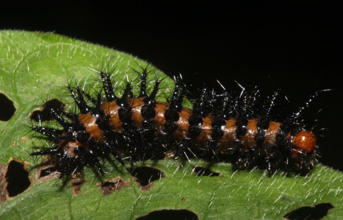 Fig.5 Larvas <i>Chlosyne janais</i>, (Nymphalidae), se alimenta <i>Stenostephanus leiorhachis</i>, (Acanthaceae), mostrando la parte dorsal entero. Voucher: 17-SRNP-40857-DHJ725239.jpg.