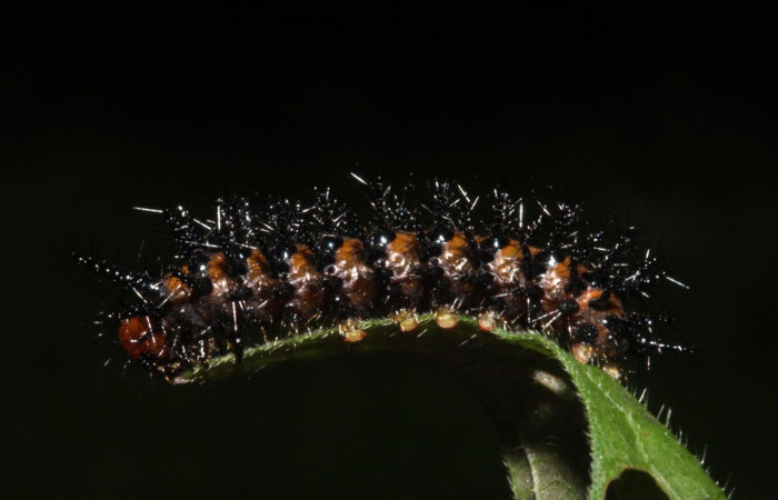 Fig.6 Larvas <i>Chlosyne janais</i>, (Nymphalidae), se alimenta <i>Stenostephanus leiorhachis</i>, (Acanthaceae), mostrando la parte lateral entero. Voucher: 17-SRNP-40857-DHJ725240.jpg.