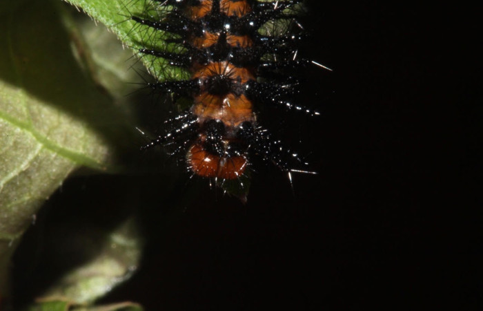 Fig.8 Larvas <i>Chlosyne janais</i>, (Nymphalidae), se alimenta <i>Stenostephanus leiorhachis</i>, (Acanthaceae), mostrando la parte cabeza. Voucher: 17-SRNP-40857-DHJ725242.jpg.