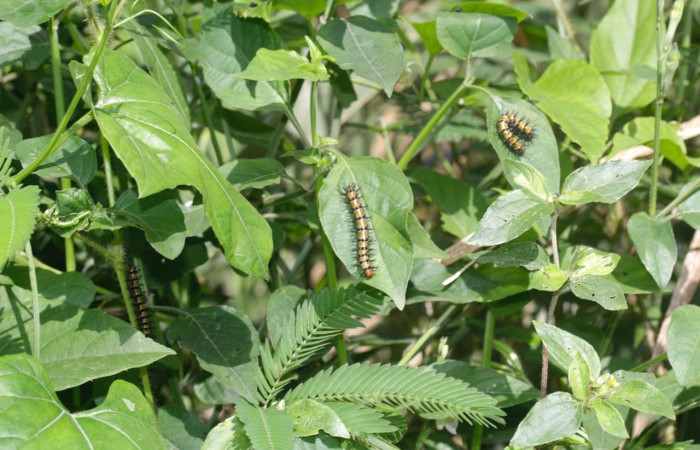 Fig. 9Larvas <i>Chlosyne janais</i>, (Nymphalidae), se alimenta <i>Asystasia gangetica</i>, (Acanthaceae), mostrando la parte de su habitát. Voucher: 22-SRNP-31683-DHJ788794.jpg.