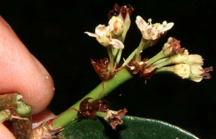 Fig. 13 Flores de <i>Erythroxylum macrophyllum</i> (Erythroxylaceae) (BioBot10378-BB042561). Arenales Sector Cacao; 28 de Mayo 2009.