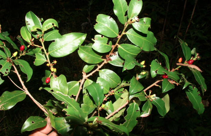 Fig. 14 frutos de <i>Erythroxylum macrophyllum</i> (Erythroxylaceae) (BioBot10392-BB042646) Arenales Sector Cacao; 28 de Mayo 2009.