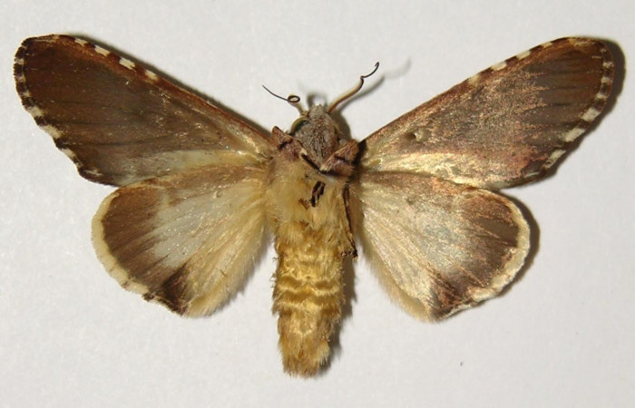 Fig. 4 Vista ventral macho <i>Chadisrochroa zabena</i> (Notodontidae). (02-SRNP-23042-DHJ301353).