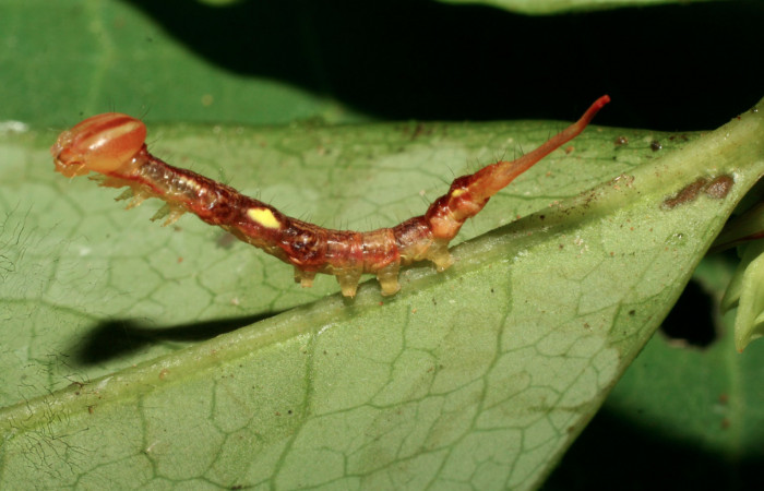 Fig. 5 Vista lateral del penúltimo estadio <i>Chadisrochroa zabena</i> (Notodontidae). Sendero Laguna Sector Pitilla, 05 de Julio 2009. (09-SRNP-31420-DHJ458547).