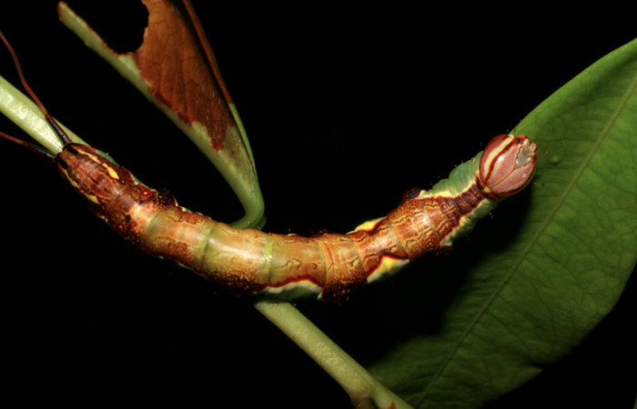 Fig. 6  Dorso de <i>Chadisrochroa zabena</i> (Notodontidae). Los Almendros Sector El Hacha, 14 de Junio 2005 (05-SRNP-21814-DHJ403551).