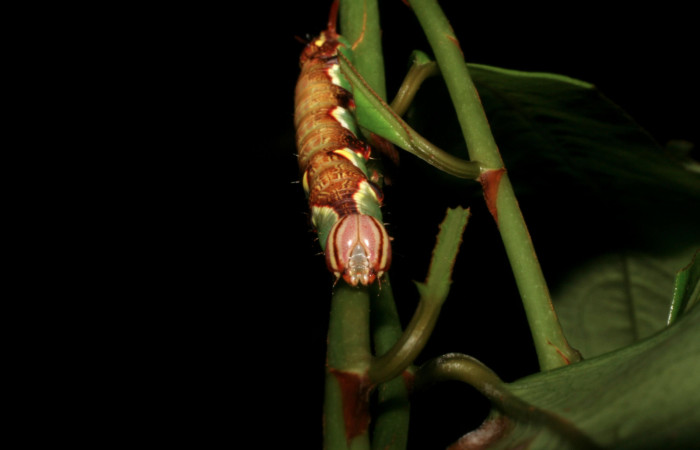 Fig. 7 <i>Chadisrochroa zabena</i> (Notodontidae). Los Almendros Sector El Hacha, 14 de Junio 2005 (05-SRNP-21814-DHJ403563).