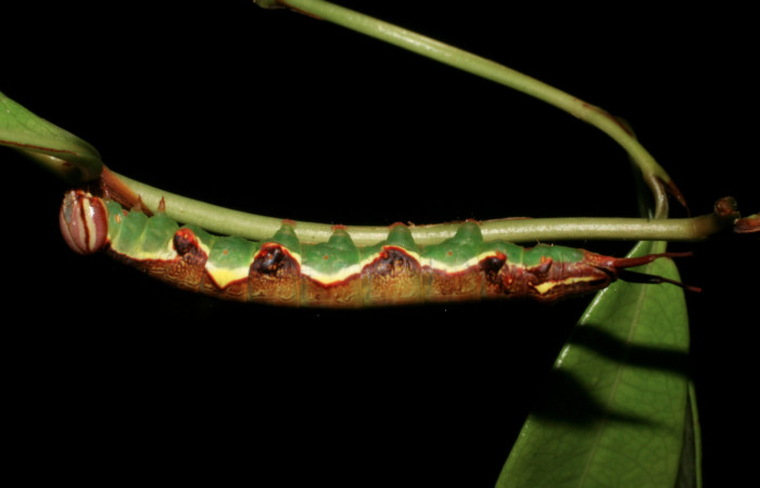 Fig. 8 Forma lateral de <i>Chadisrochroa zabena</i> (Notodontidae). Los Almendros Sector El Hacha, 14 de Junio 2005 (05-SRNP-21814-DHJ403557).