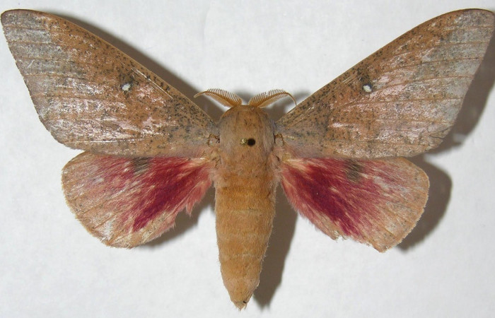Figura 9. Adulto macho de <i>Syssphinx</i> collaDHJ01 (Saturniidae), vista dorsal. Voucher 06-SRNP-15860-DHJ347684.jpg.