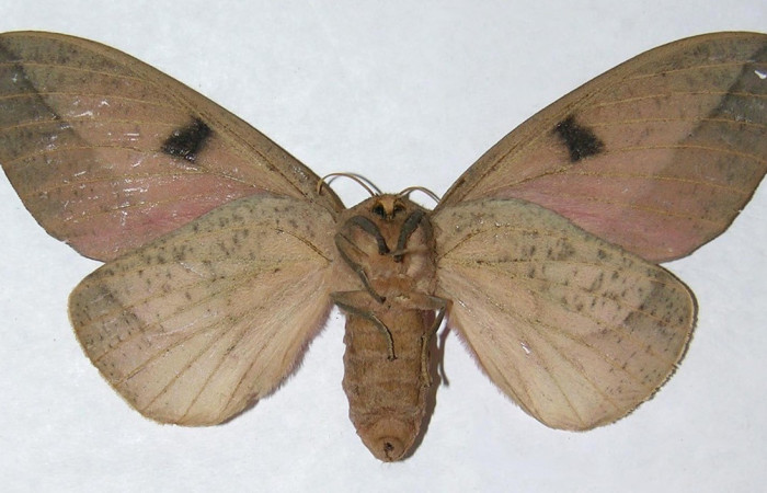 Figura 8. Adulto hembra de <i>Syssphinx</i> collaDHJ01 (Saturniidae), vista ventral. Voucher 06-SRNP-15938-DHJ348093.jpg.