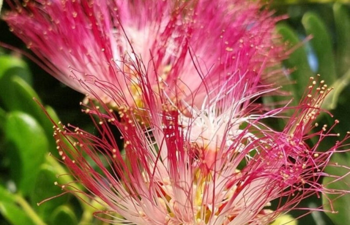 Figura 12. Flor de planta hospedera de <i>Syssphinx</i> collaDHJ01 (Saturniidae), <i>Samanea saman</i> (Fabaceae). Foto. Especies vegetales del Area de Conservación Guanacaste.