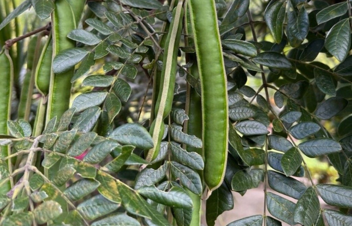 Figura 13. Fruto de planta hospedera de <i>Syssphinx</i> collaDHJ01 (Saturniidae), <i>Samanea saman</i> (Fabaceae). Foto. Especies vegetales del Area de Conservación Guanacaste.