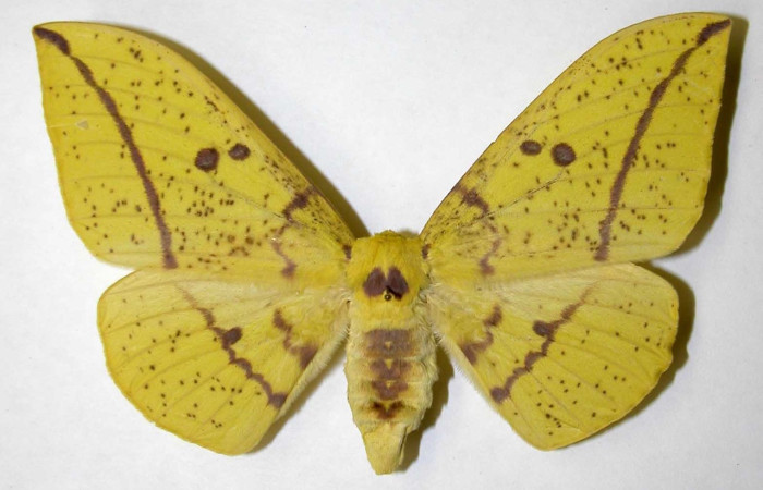 Fig. 29. Hembra de <i>Eacles</i> imperialisDHJ02 (Saturniidae), con su abdomen más abultado que el de los machos, su coloración dorsal muy caracteristico en ella. Voucher:00-SRNP-4217-DHJ39976.jpeg
