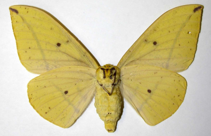 Fig. 30. Hembra de <i>Eacles</i> imperialisDHJ02 (Saturniidae), vista ventral carece de patrones presentes en margen del ala anterior, patrones presentes en el macho. Voucher:99-SRNP-11696-DHJ31193.jpeg