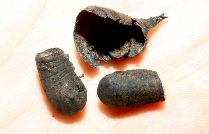 Fig. 18. Puparios de <i>Belvosia</i> Woodley09 (Tachinidae), atacando pupa de <i>Eacles</i> imperialisDHJ02 (Saturniidae). Voucher:06-SRNP-59208-DHJ461779.jpeg