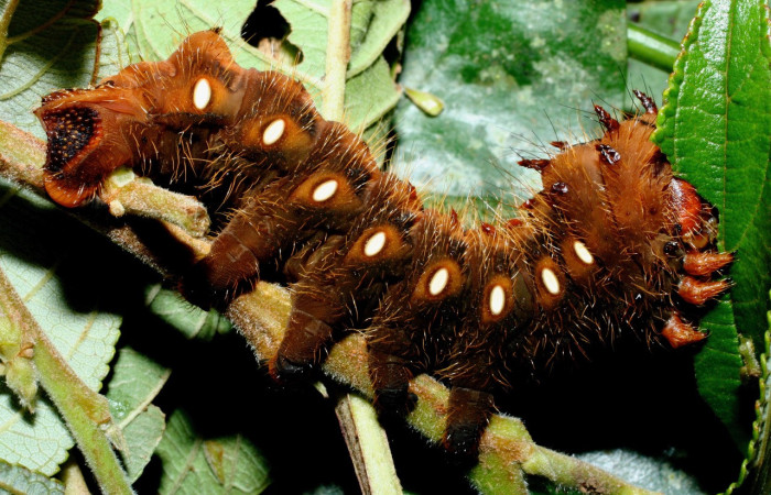 Fig. 9 Larva de <i>Eacles</i> imperialisDHJ02 (Saturniidae), los puntos blancos son sus espiráculos cuya función es llevar oxígeno a todo su cuerpo. Voucher: 08-SRNP-37178-DHJ449395.jpeg