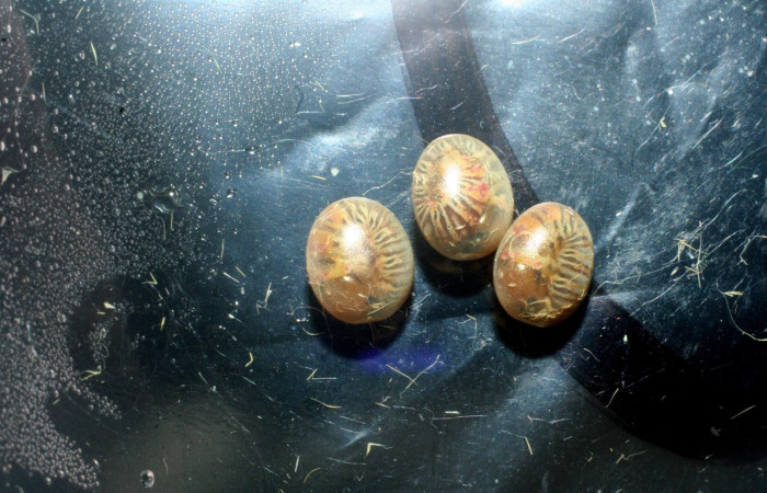 Fig. 4. Huevos fértiles de a pocos días de <i>Eacles</i> imperialisDHJ02 (Saturniidae), se aprecia las orugas dentro del cascaron. Voucher: 09-SRNP-14233-DHJ456134.jpeg