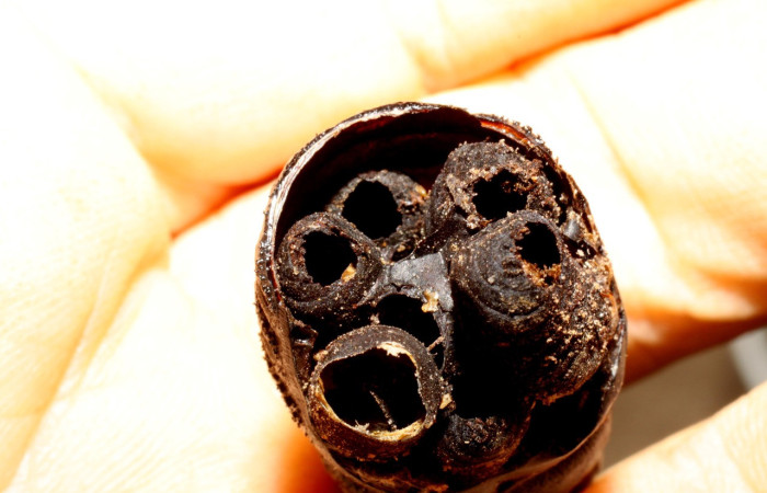 Fig. 19. Puparios de <i>Belvosia</i> Woodley09 (Tachinidae), atacando pupa de <i>Eacles</i> imperialisDHJ02 (Saturniidae). Voucher:09-SRNP-14321-DHJ469848.jpeg