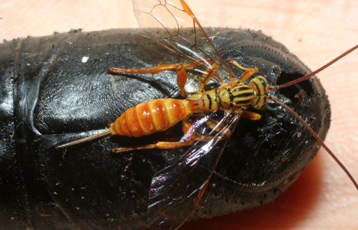 Fig. 22. <i>Neotheronia tacubaya</i> (Ichneumonidae), avispa hyperparásito parasitando puparios de <i>Belvosia</i> Woodley09. Voucher:09-SRNP-14337-DHJ463737.jpeg