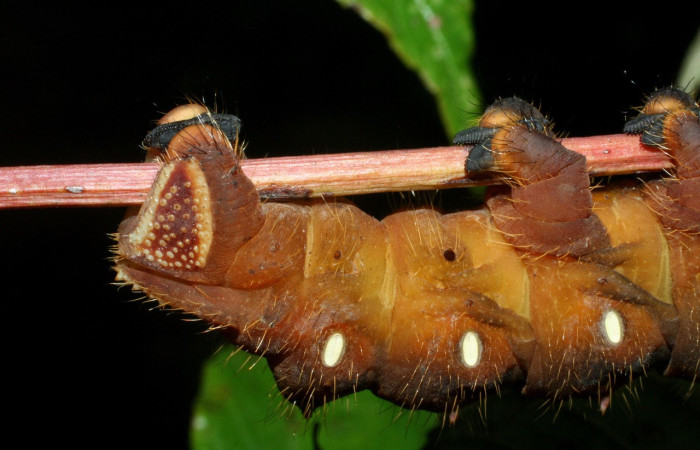 Fig. 15. Detalle posterior lateral de <i>Eacles</i> imperialisDHJ02 (Saturniidae), larva de color café. Voucher:09-SRNP-15201.04-DHJ467790.jpeg