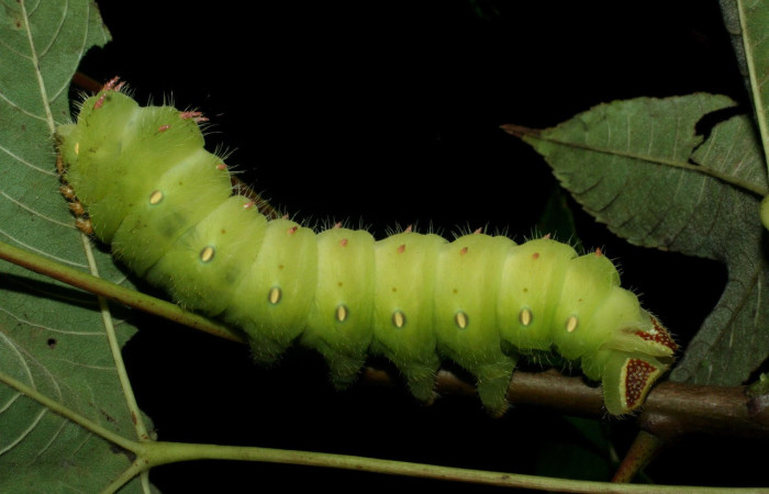 Fig. 10 Larva de <i>Eacles</i> imperialisDHJ02 (Saturniidae), en esta imagen podermos constatar la capacidad genética que poseen para cambiar su coloración para un mejor camuflaje en la vegetación. Voucher:09-SRNP-15406.02-DHJ469912.jpeg