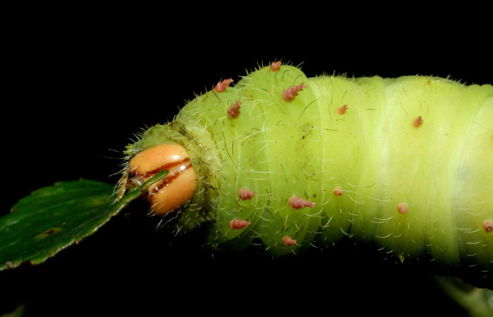 Fig. 14. Larva de <i>Eacles</i> imperialisDHJ02 (Saturniidae), en las orugas de color verde su cabeza es de color beige. Voucher:09-SRNP-15406.02-DHJ469922.jpeg