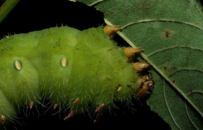 Fig. 13. Larva de <i>Eacles</i> imperialisDHJ02 (Saturniidae), en las orugas de color verde sus patas torácicas son beige. Voucher:09-SRNP-15406.02-DHJ469929