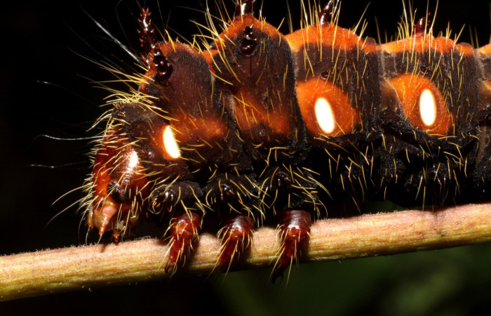 Fig. 11. Detalle cabeza lateral de <i>Eacles</i> imperialisDHJ02 (Saturniidae), patas torácicas color café. Voucher:10-SRNP-12676-DHJ471138.jpeg