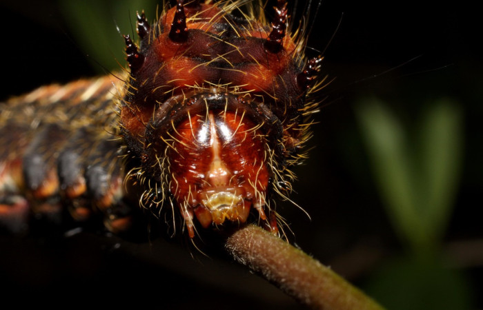 Fig. 12. Detalle color de cabeza de <i>Eacles</i> imperialisDHJ02 (Saturniidae), Voucher:10-SRNP-12676-DHJ471146.jpeg
