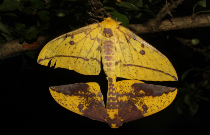 Fig. 1. Adultos de <i>Eacles</i> imperialisDHJ02 durante la cópula el macho fertiliza con su esperma los huevos de la hembra. Voucher: 10-SRNP-12798-DHJ475923.jpeg