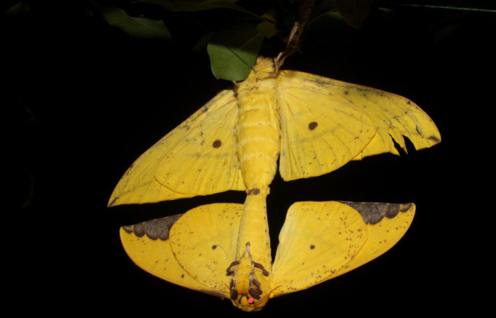 Fig. 2. Adultos de <i>Eacles</i> imperialisDHJ02 durante la cópula el macho fertiliza con su esperma los huevos de la hembra, vista ventral. Voucher: 10-SRNP-12798-DHJ475925