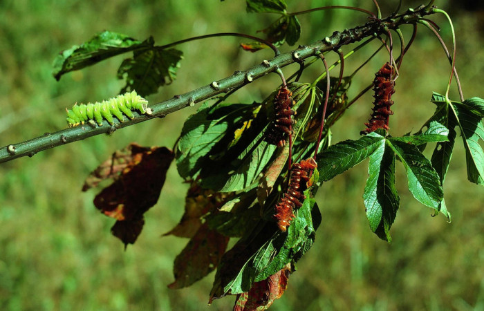 Fig. 7 Gurpo de larva de <i>Eacles</i> imperialisDHJ02 (Saturniidae), larvas con la capacidad genética de cambiar su coloración para camuflarse de depredadores y su sobrevivencia. Voucher: 82-SRNP-845-DHJ4848.jpeg