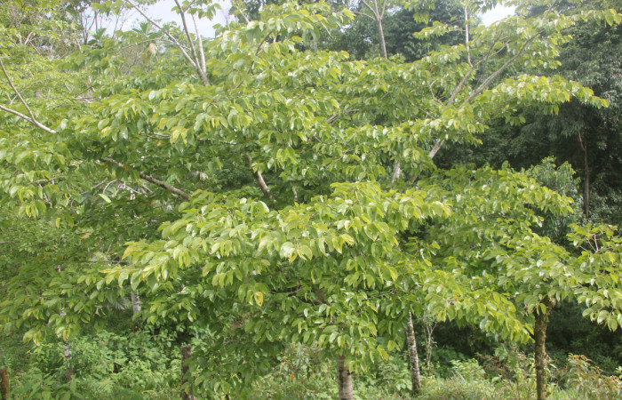 Fig. 8. Planta hospedera <i>Hymenaea courbaril</i> (Fabaceae). de <i>Eacles</i> imperialisDHJ02.Foto: Duvalier Briceño, Brasilia 19 julio 2022.