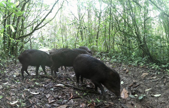 Figura. 4. Chanco de monte <i>Tayassu pecari</i> (Tayassuidae), foto captada por cámara trampa, 30 Abril 2022, en Estación Biológica Pitilla, Sector Pitilla, Area de Conservación Guanacaste (ACG) (675m). Foto:DSCF0053.jpg.