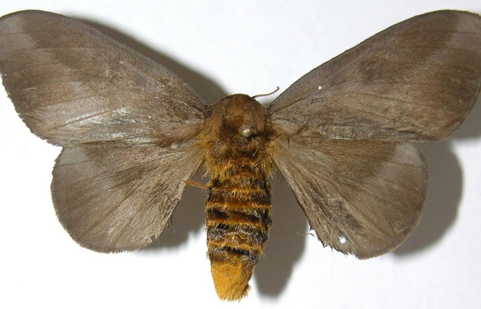 Fig. 13 Adulto <i>Ptiloscola</i> dargeiDHJ02 (Saturniidae), vista dorsal; hembra; mide 55mm. Mamones, Sector Mundo Nuevo, 365m. 07-SRNP-59290-DHJ384924.