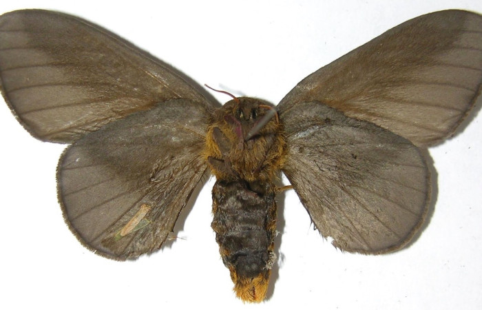 Fig. 14 Adulto <i>Ptiloscola</i> dargeiDHJ02 (Saturniidae), vista dorsal; hembra; mide 55mm. Mamones, Sector Mundo Nuevo, 365m. 07-SRNP-59290-DHJ384925