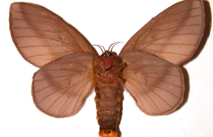 Fig. 16 Adulto <i>Ptiloscola</i> dargeiDHJ01 (Saturniidae), vista dorsal; hembra; mide 56mm. Cafetal, Sector Santa Rosa, 675m. 88-SRNP-509-DHJ36377.