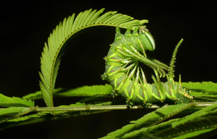 Fig. 5 Larva <i>Ptiloscola</i> dargeiDHJ02 (Saturniidae), vista dorsal, hembra; mide 24mm. Sendero Mamones, Sector Mundo Nuevo, 365m. 06-SRNP-57689-DHJ417872.jpg