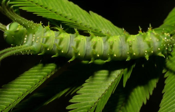 Fig. 6 Larva <i>Ptiloscola</i> dargeiDHJ02 (Saturniidae), vista dorsal; hembra mide 24mm. Sendero Mamones, Sector Mundo Nuevo, 365m. 06-SRNP-57689-DHJ417886.