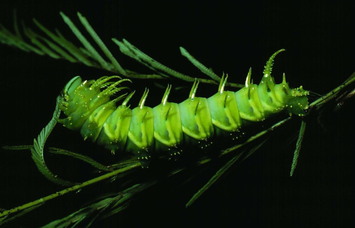 Fig. 8 larva <i>Ptiloscola darge</i> (Saturniidae), vista lateral entero; Sendero Mamones, Sector Mundo Nuevo, 365m. 81-SRNP-1091-DHJ3350.jpg