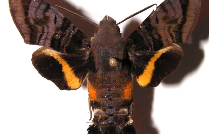 Figura 17. Adulto de <i>Aellopos Ceculus</i> (Sphingidae), vista dorsal, (macho) (01- SRNP-1818-DHJ37884).