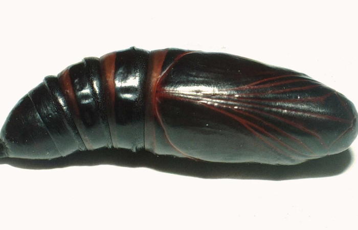 Figura 16. Pupa <i>Aellopos ceculus</i>, (Shingidae), Sector Rincon Rain Forest, Palmital, (elevación 420 metros). 27 Julio 2001. (01-SRNP-5305-DHJ60440.JPG).
